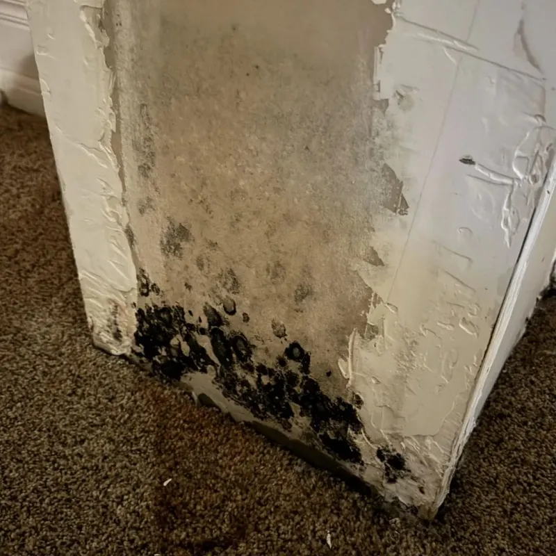 Professional Mold Removal in Beverly, TX